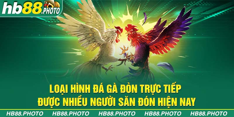 Loại hình đá gà đòn trực tiếp được nhiều người săn đón hiện nay