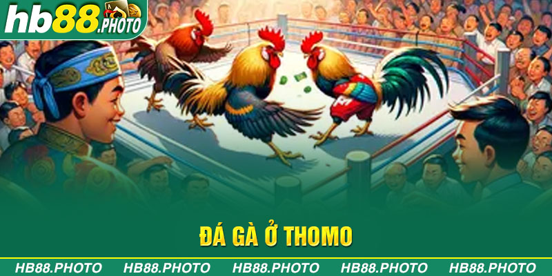 đá gà ở thomo