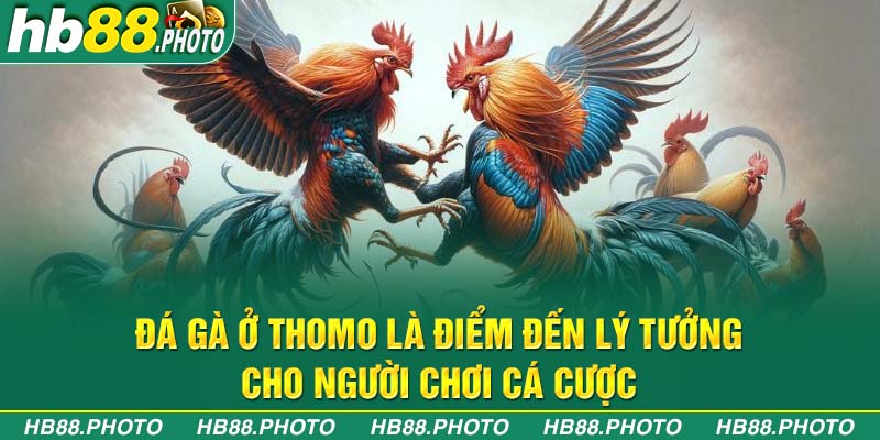 Đá gà ở Thomo là điểm đến lý tưởng cho người chơi cá cược