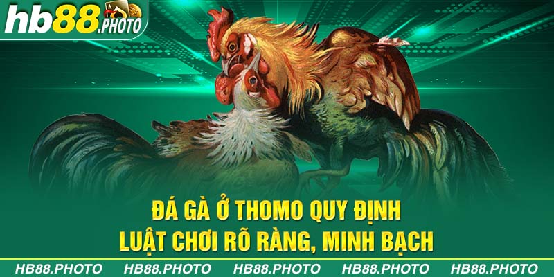 Đá gà ở Thomo quy định luật chơi rõ ràng, minh bạch