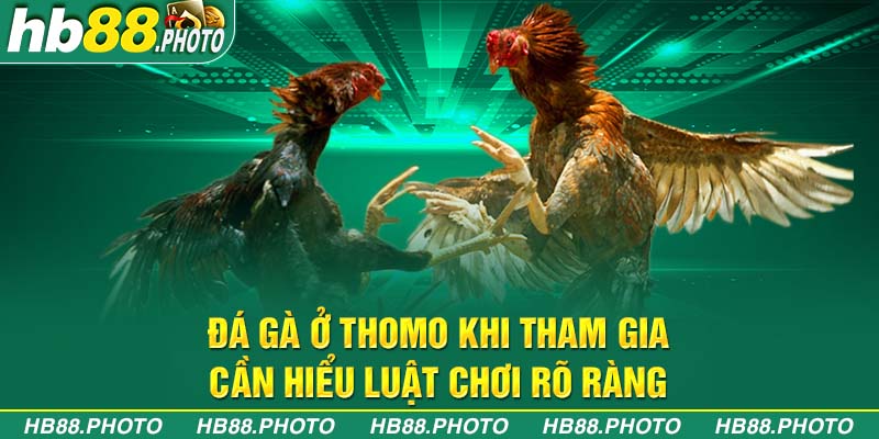 Đá gà ở Thomo khi tham gia cần hiểu luật chơi rõ ràng