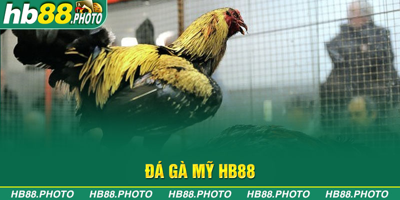 đá gà mỹ hb88