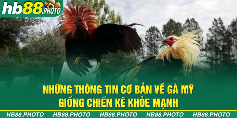 Những thông tin cơ bản về gà Mỹ - Giống chiến kê khỏe mạnh