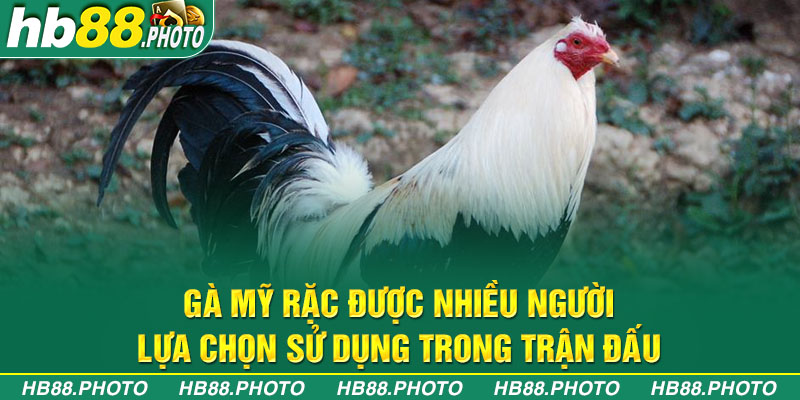 Gà Mỹ Rặc được nhiều người lựa chọn sử dụng trong trận đấu